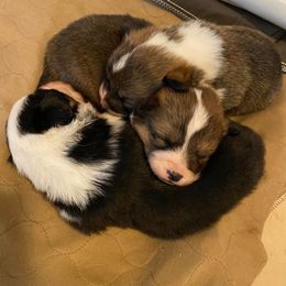 "Crash, Maya, Ivy (Ana X Oberon)" Pembroke Welsh Corgi Puppies from Ohana Corgis Inc