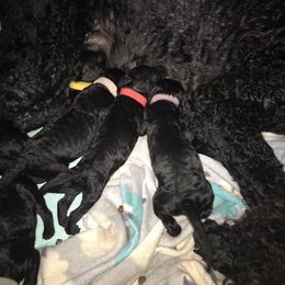 Poodle Puppies from Twisted Oak Poodles