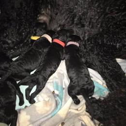 Poodle Puppies from Twisted Oak Poodles
