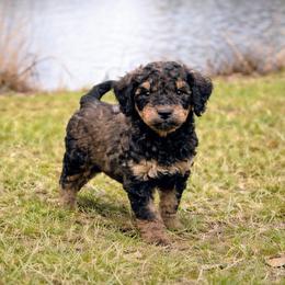 Dallas - Phantom male Goldendoodle puppy in Pittsburg, Texas from Grace Springs Goldendoodles