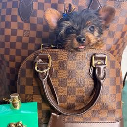 Lilly - Black and tan female Yorkshire Terrier puppy in Illinois from Pretty Little Yorkies