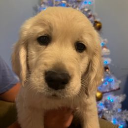 Golden Retriever Puppies from Panhandle PawsNClaws