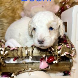 Bodhi - Apricot male Goldendoodle puppy in North Branch, Michigan from Graceful Miniature Goldendoodles