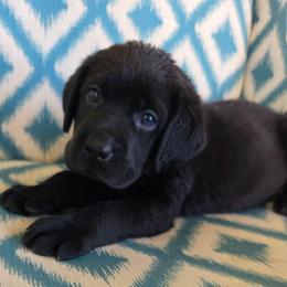 Brown collar male - Black male Labrador Retriever puppy in Holyoke, Massachusetts from Urban Oak Labradors LLC