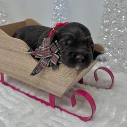Fizz (Green) - Chocolate male Australian Labradoodle puppy in Citrus Heights, California from Elite Blend Labradoodles