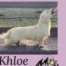 Khloe - Dachshund