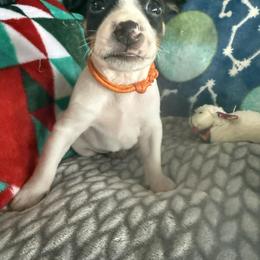 Rat Terrier Puppies from The Puppy Patch Rat Terriers