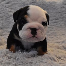 English Bulldog Puppies from Raise The Woof Bulldogs