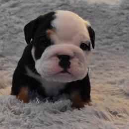 English Bulldog Puppies from Raise The Woof Bulldogs