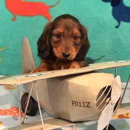 Darker Boy - Sable male Dachshund puppy in Hesperia, California from Aviator Doxies