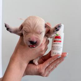 Girl 1 - White - Light golden female Golden Retriever puppy in Mc Minnville, Tennessee from Wishaw Whisky Golden Retrievers