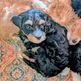 Yellow girl - Tri-color female Bernedoodle puppy in Weatherford, Texas from Donnasdoodlebugs
