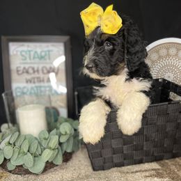 Dutch Chocolate Godiva - Goldendoodle puppy in Charlotte, North Carolina from Ben and Jerry Doodles