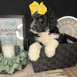 Dutch Chocolate Godiva - Goldendoodle puppy in Charlotte, North Carolina from Ben and Jerry Doodles