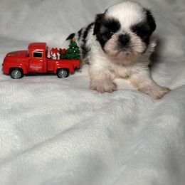 Caeser - Gold and white male Shih Tzu puppy in California from Fairy Tails Shih Tzus CA