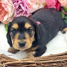 Honor - Black and tan female Dachshund puppy in Exeter, California from Sawtooth Miniature Dachshunds