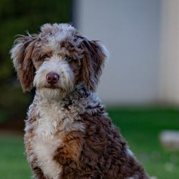 Bernedoodles from Green Ridge Puppies