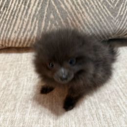 Girl 4 - Blue female Pomeranian puppy in Conroe, Texas from Maxi’s Poms, LLC