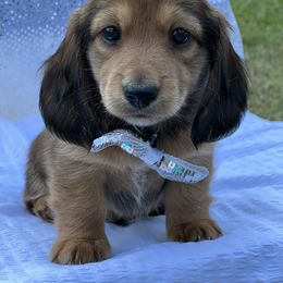 Dachshund Puppies from Victoria’s Dachshunds