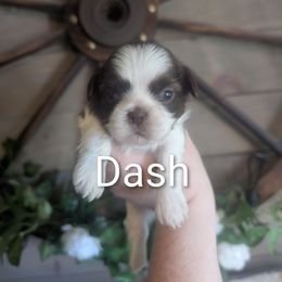 Dash - Liver and white male Shih Tzu puppy in Poultney, Vermont from Morgan's Shih Tzus