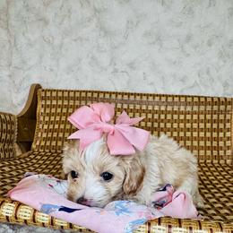 Peppa - Cream female Maltipoo puppy in West Jordan, Utah from Mid Sized Maltipoos and More LLC