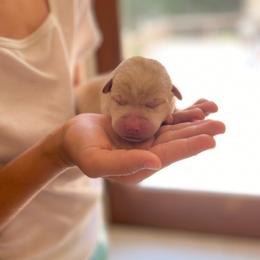 Pink collar female - Yellow female Labrador Retriever puppy in Clayton, North Carolina from The Homestead at Little Creek