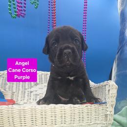 Cane Corso Puppies from God Of War Cane Corso