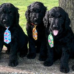 Goldendoodle puppies from Middle Tennessee Golden Doodles
