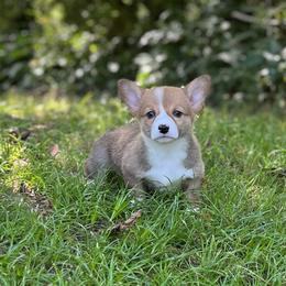 Layla - Red female Pembroke Welsh Corgi puppy in Hope, Arkansas from Foxy Knoll Farm
