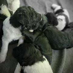 Double Doodle and Poodle Puppies from Perfect Poodles and Doodles LLC