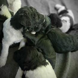Double Doodle and Poodle Puppies from Perfect Poodles and Doodles LLC