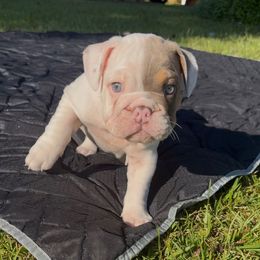Crown Prince Cairo - Lilac tri-color male Bulldog puppy in Pace, Florida from Royal Fade Bulldogs