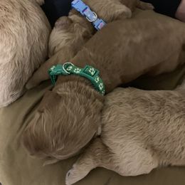 Goldendoodle Puppies from Izzy's Doodles