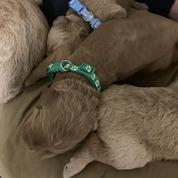 Goldendoodle Puppies from Izzy's Doodles
