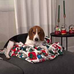 Winston - Beagle