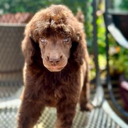 Rose - Phantom female Poodle puppy in Travelers Rest, South Carolina from Cotton Top
