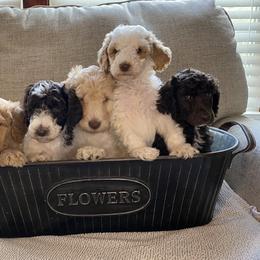 Poodle Puppies from Schrute Farms Standard Poodles