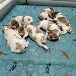 Girl 4 - Orange and white female Brittany puppy in Snohomish, Washington from Campbell's Brittanys