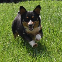Mia - Pembroke Welsh Corgi