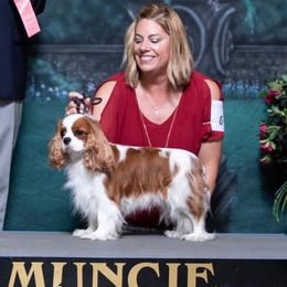 Faith - Cavalier King Charles Spaniel