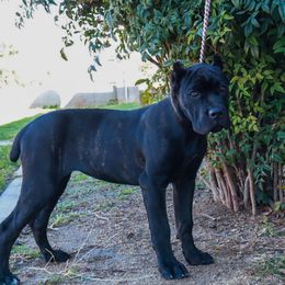 Pink collar(orange collar) - Black brindle female Cane Corso puppy in Caliente, California from Rafter Cross 7