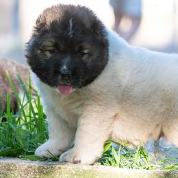 Caucasian Shepherd Dog Puppies from Sila V Krovi
