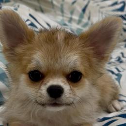 Gusto - Fawn male Chihuahua puppy in Spring Hill, Florida from Stardom Chihuahuas & CKCS