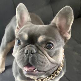 Gucci - Boxer