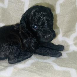 Boy 2 - Poodle puppy in Miami Dade County, Florida from RoyalPaws_Miami