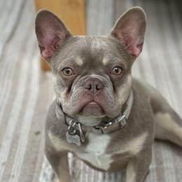 Della - French Bulldog