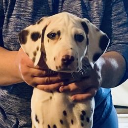 Dalmatian Puppies from CarriageHill Dalmatians