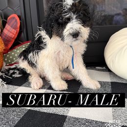 Boy 5 - male Bernedoodle puppy in Apple Valley, California from Doodle Dealers