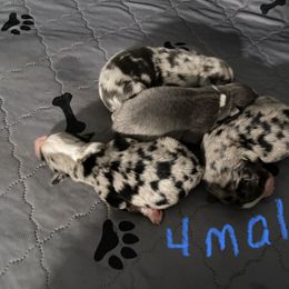 Australian Shepherd Puppies from BarberHof’s  Australian Shepherds