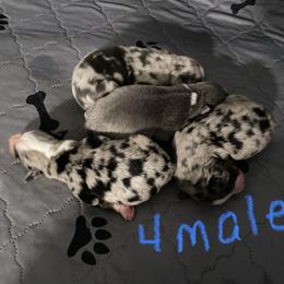 Australian Shepherd Puppies from BarberHof’s  Australian Shepherds